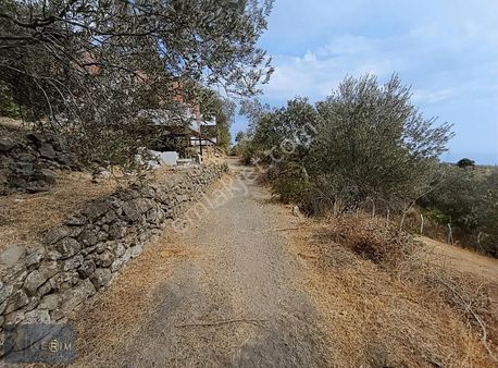 Kerim'den Satılık İki Adet 891m2 Yapı Kayıt Belgeli Zeytinlik