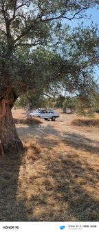 İzmir Bayındır Turan Mahallesinde 101 M² Zeytinlik Satılıktır