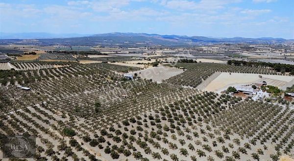 Resa Gayrimenkul'den Ramada Arkası Bakımlı Zeytinlik