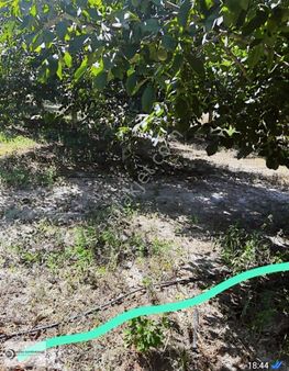 Kepsut İsaalan Asfalt Üstü Ceviz Bahçesi