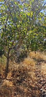 Köy İçerisinde Ceviz Bahçesi