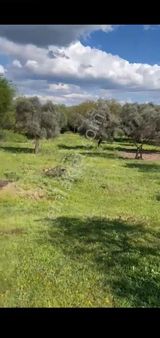 Milas Danisment'te 3 Dönüm Tarla