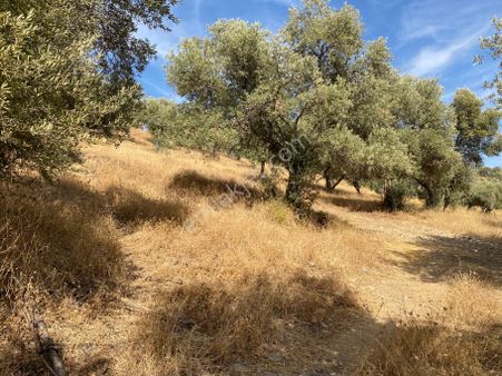 Aydın Kalfaköy'de Satılık Zeytinlik