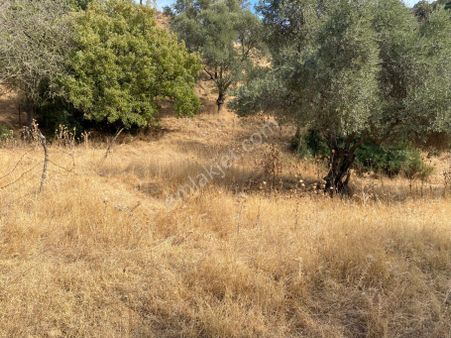 Aydın Kalkaköyde Satılık Zeytinlik