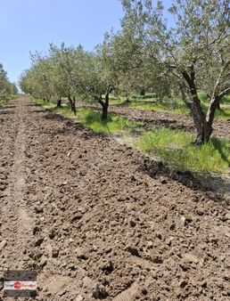 Satılık Koldere Ovasında 4.600 M2 Zeytinlik