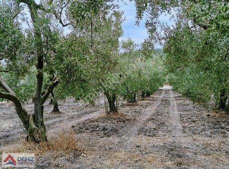 Konaklı Köyünde Yatırımlık Satılık Arazi