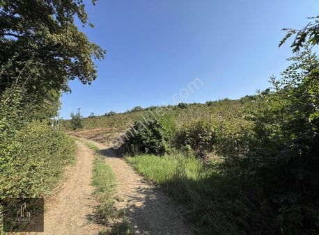 Taflan'da Tek Tapu Satılık Fındık Bahçesi