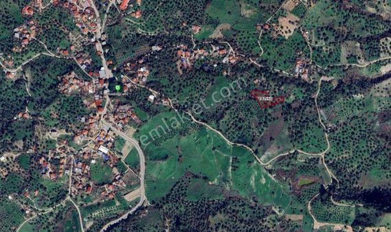 Acil Satılık !!! Nazilli Hasköy Köyiçi Zeytinlik/hobi Bahçesi 2.689 M2