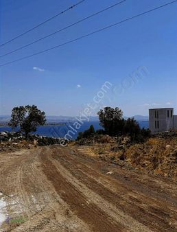 Çandarlıda Deniz Manzaralı Yola Yakın Kaçırılmayacak Zeytinlik