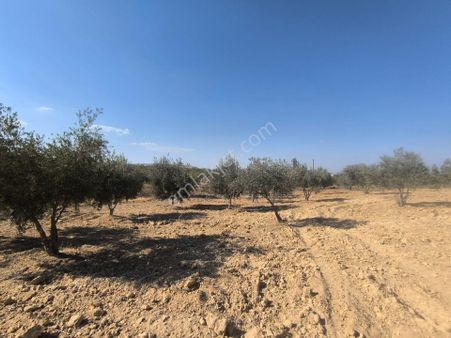 World İlkevim'den 50 Metrelik Yolun Hemen Yanında Villalık Bağ Evi