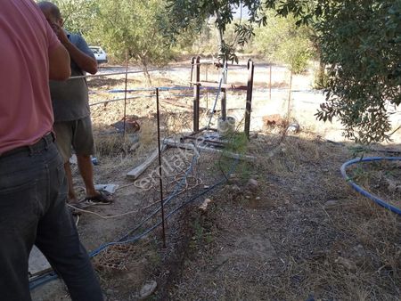 Aydın Bozdoğan Kemer Mah Satılık Zeytinlik