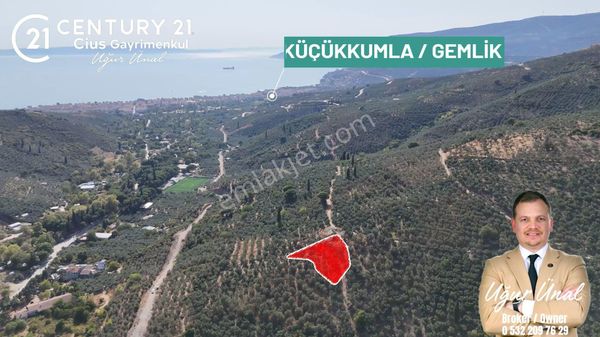 C21cius: Kumla Köy Üstü 2 Ayrı Tapulu 2581 M2 Zeytinlik