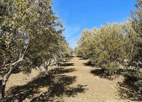 Emlak/tur’dan Manisa Karaoğlanlı’da Müstakil Tapu Asfalt Dibi Tarla Acil Satılık