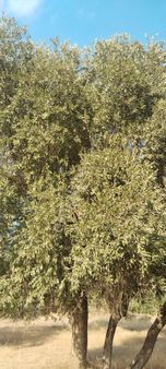 Beseylül Sinekler Üstü Satılık Zeytin Bahçesi