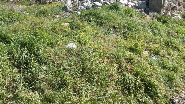 Beykoz Baklacıda % 50 Kat Karşılığı Düşeş Villa İmarlı Arsa No:69