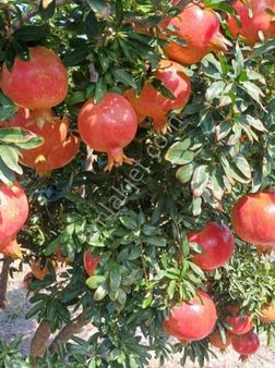 Satılık Nar Bahçesi – 6.274 M² – Yüksek Verimli – Su Kanalı Mevcut