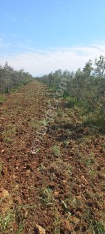 Yuvam Gayrimenkul'den Salihli İğdecik Mah.20.000 M2 Satılık Zeytinlik