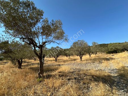 Eski Foça Yolunda Satılık Tarla