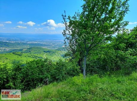 Hak Emlaktan Erdemli Köyü Doğa Manzara Satılık 5.848m² Fındıklık