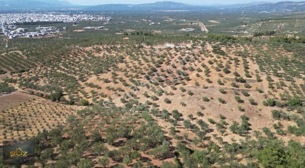 Cumhuriyet Mh. İmara 700mt Yatırımlık 8.735m2 Satılık Zeytinlik