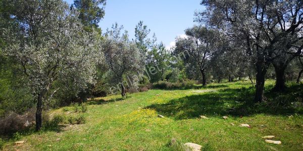 Milas'ta İçinde Zeytin Ağaçları Olan 37000 M² Satılık Verimli Tarla