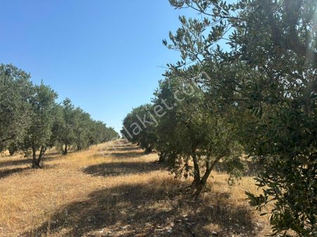 Tc Emlaktan Satılık Adala Civarı Zeytinlik !