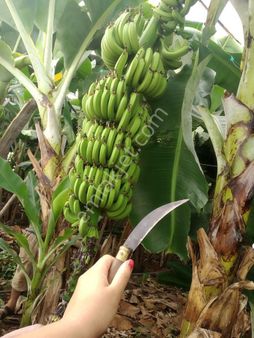 Anamur'da Satılık Muz Serası