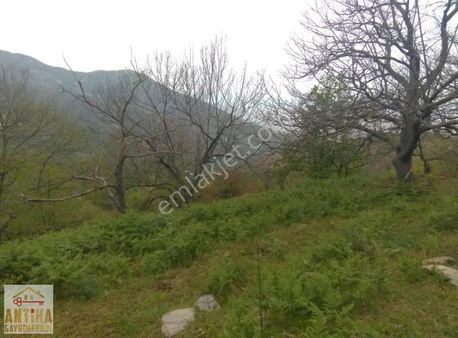 Antika Gayrimekul'den Bademli'de Satılık Kestane Bahçesi