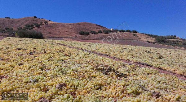 Manisa Ahmetli Dereköy Satılık 44610 M2 Tarla