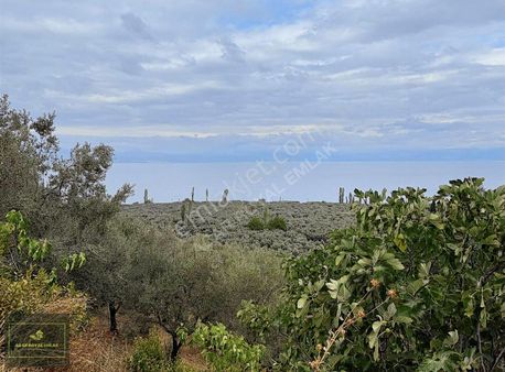 Royal'den İznik Müşkülede Mükemmel Göl Manzaralı Zeytinlik