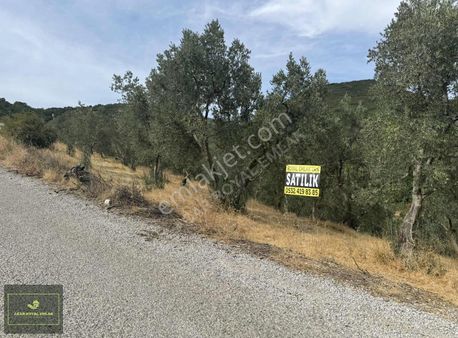 Royal'den Şahinyurdu Köyü 4 Dönüm Asfalta Cephe Zeytinlik