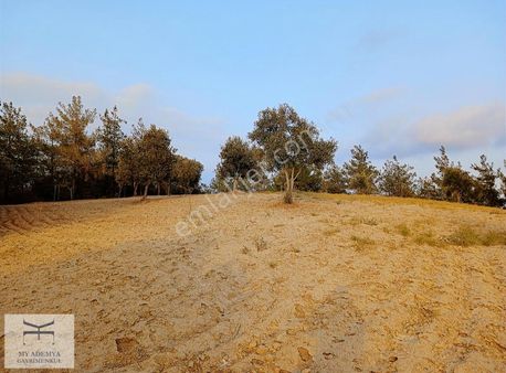 Adana Çukurova Memişli Havadar Asfalt Kenarı Arazi