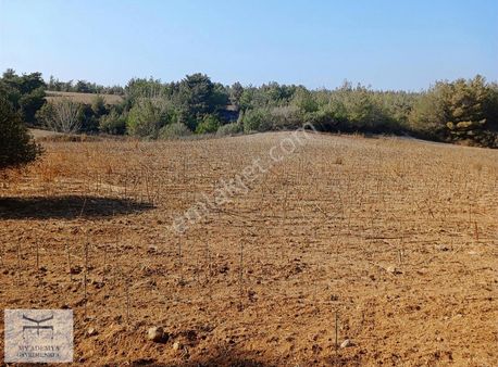 Ünlüce Mahallesinde 11 Dekar Verimli Arazi Satılıktır