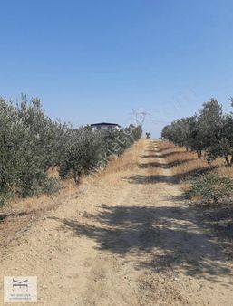 Bekirli'de 12 Dönüm İncir Ve Zeytin Bahçesi-sıfır 2+1 Bahçe Evi