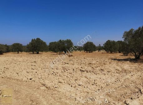 Seddülbahir Köyünde Ana Asfalt Üzerinde Emsalsiz Zeytinlik