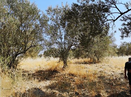 Seddülbahir Köyünde Kadastral Yola Cephe Satılık Zeytinlik