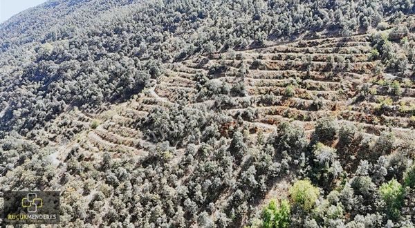 Küçük Menderes'ten Yılanlı Mh. Satılık Kestanelik