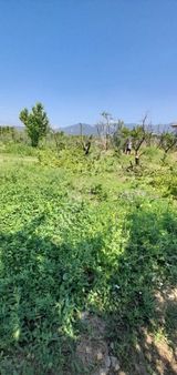 Bursa Osmangazi Çağlayan Satılık Zeytinlik