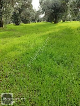 İncirliova Erbeylide Tren Yoluna Sıfır Önü Açıkhobi Bahçesi