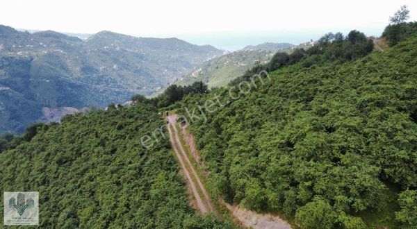 Yomra Kömürcü Mahallesinde 3 Dönüm Yol Üzerinde Fındık Bahçesi