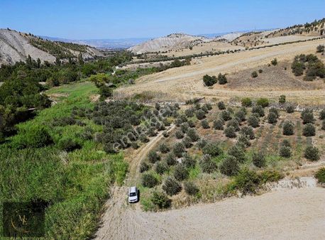 Gerali Mahallesi 32 Dönüm Verimli Zeytinlik