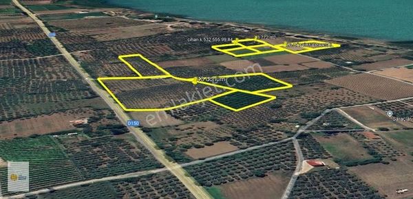 The World Seller'den Muhteşem Kupon Zeytinlik 43 Dönüm