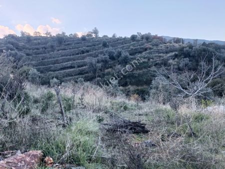 İzmir Ödemiş Adagide Mh Satılık Zeytinlik