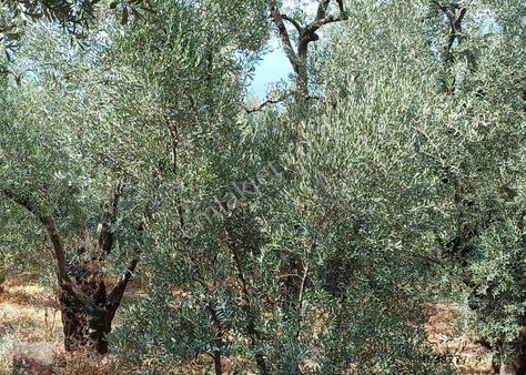 Bursa Orhangazi Narlicada Satılık Zeytinlıkler