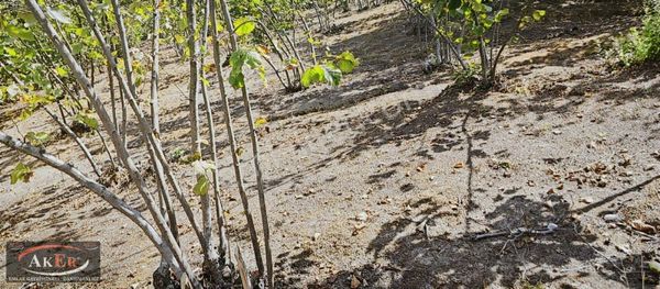 500 Metrekare Tapulu 1600 Metrekare Tapusuz Toplam 2.100 Metreka