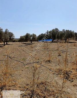 Çanakkale Dümrek Köyünde Satilik Tarla