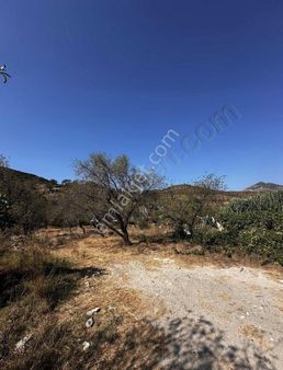 Startkey Pelit Yazı Mahallesinde 453 M2 Badem Bahçesi