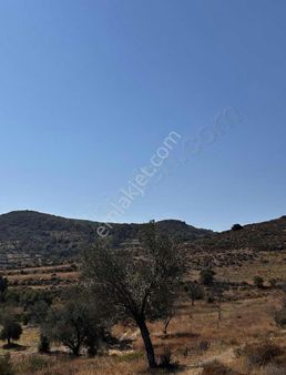 Startkey Pelit Yazı Köyünde İçerisinde Kuyu Olan Badem Bahçesi