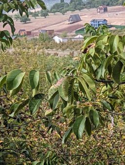 Emlakçe G Y M'den Bursa Osmangazi Avdancık Satılık Tarla