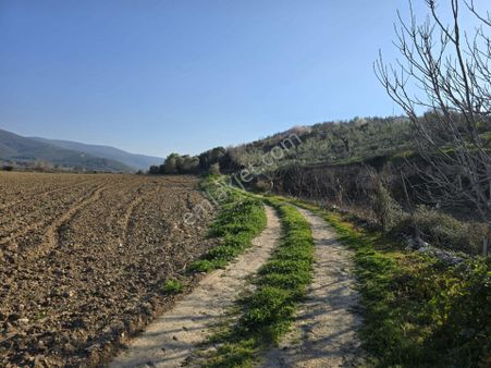 İzmir Selçuk 'ta Denize Yakın Satılık Tarla